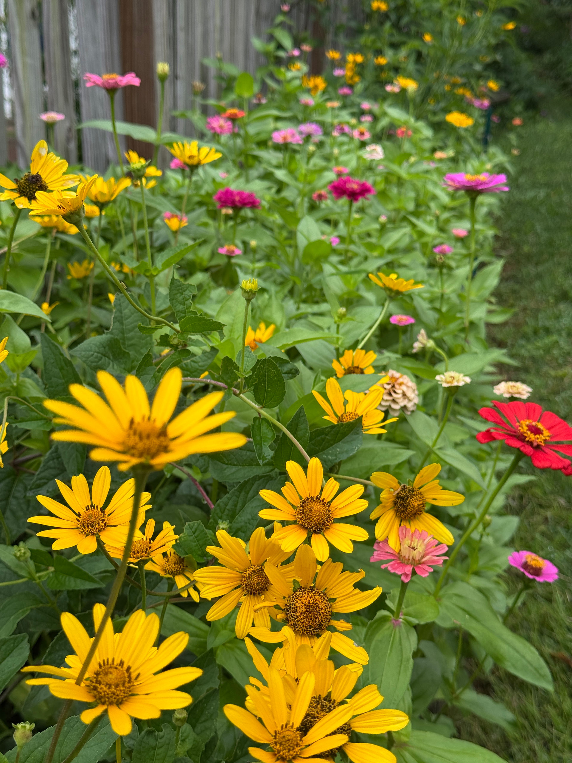 yellow, pink and red flowers