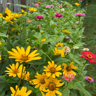 yellow, pink and red flowers