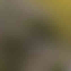 mountain mint and inkberry