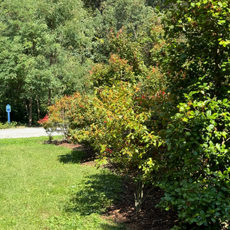 row of shrubs