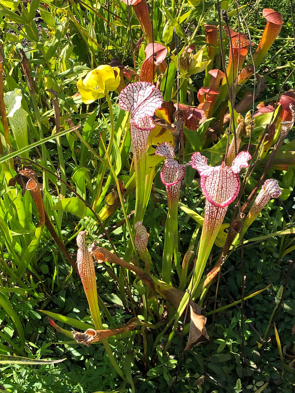 native pitcher plants at stoneleigh garden