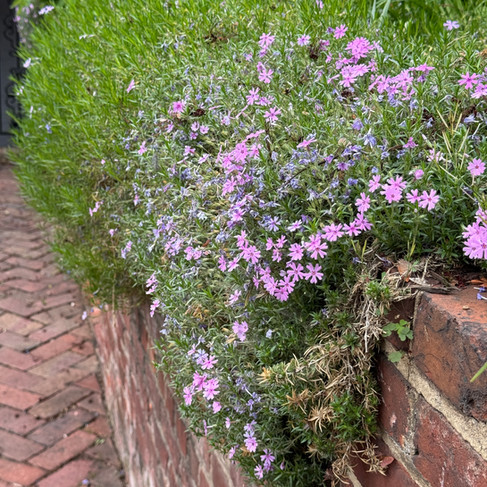 brick wall with small purple flowers