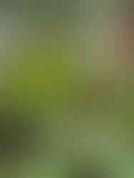 closeup of grass in window box