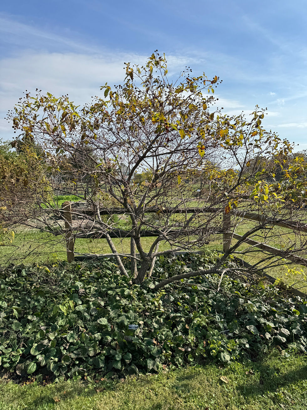 shrub and split rail fence