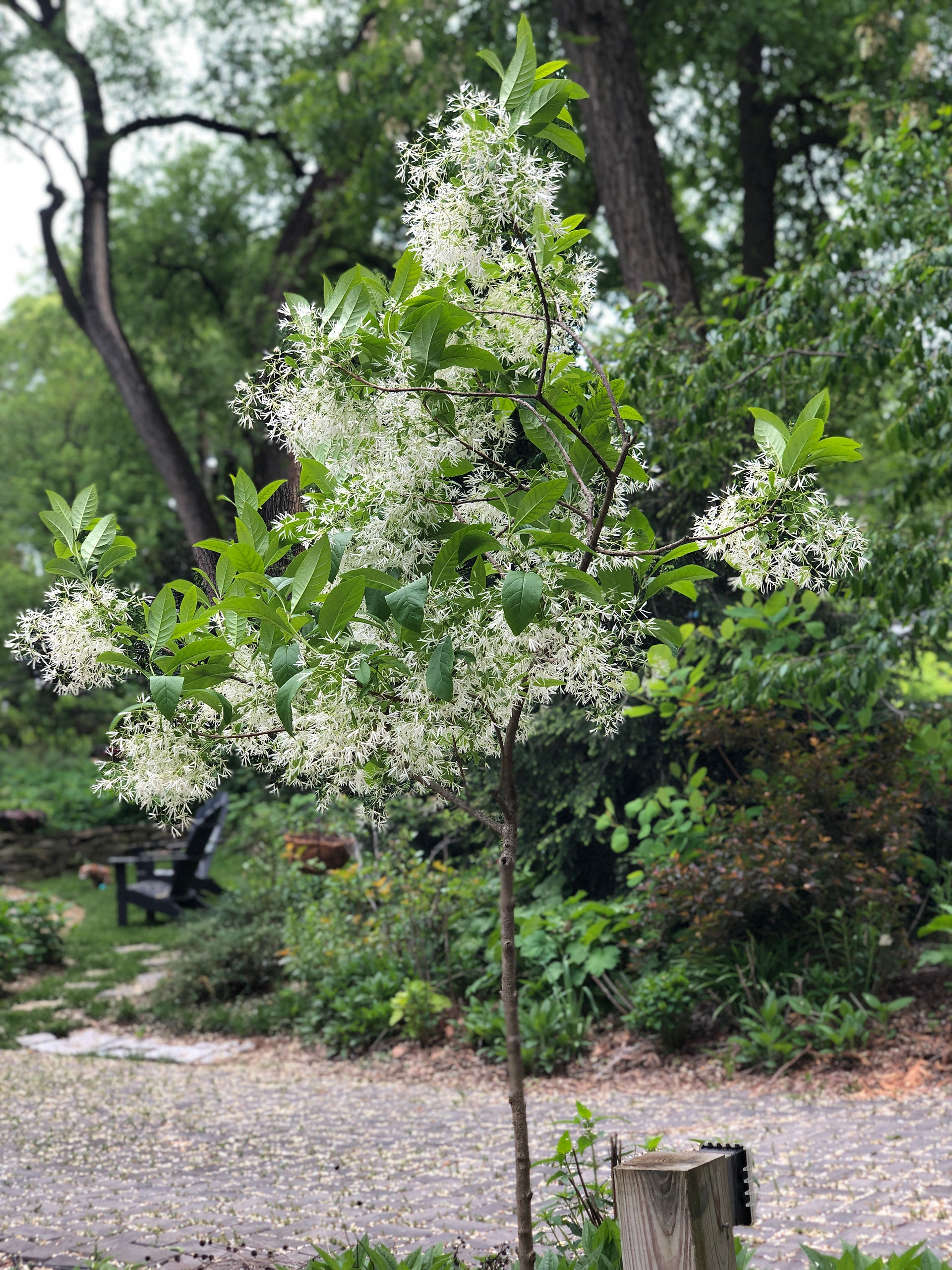 fringe tree, our garden