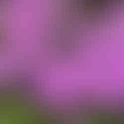 pink flowers