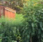 native perennials in row home garden