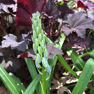 eastern camassia
