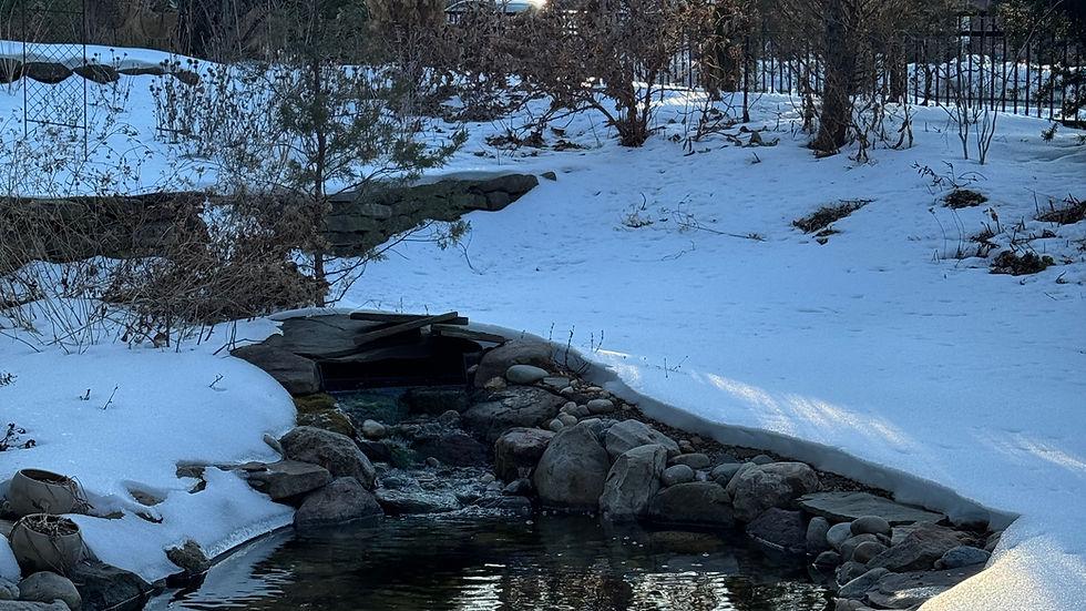 pond and snow