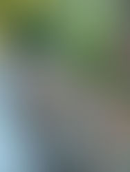 vine in fall along fence