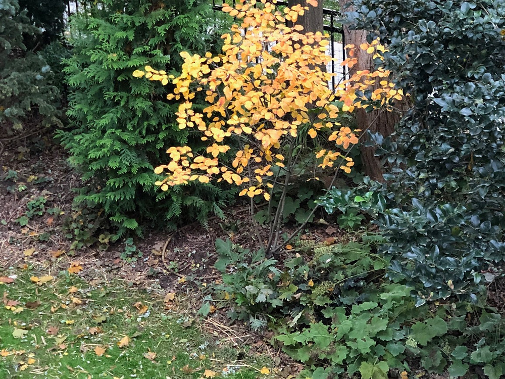 serviceberry fall