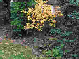 serviceberry fall