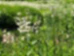 native white penstemon in bloom