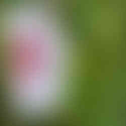 white flower with pink center closeup