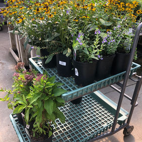 Shopping for Native Plants: What to Know