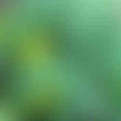 zizia native perennial early spring