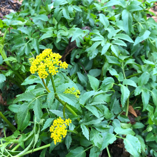 zizia native perennial early spring