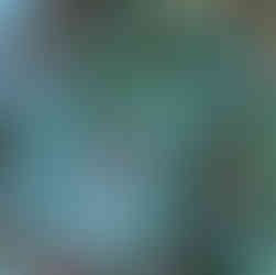 green shrub with red berries