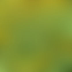 black eyed susan
