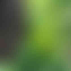 Virginia & Maryland Native Plants: Poppies Budding