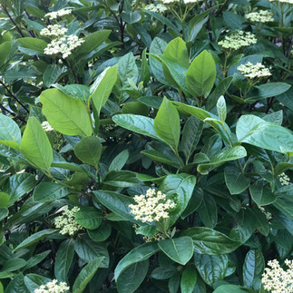 shrub with white flowers