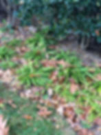 carex plantaginea in fall