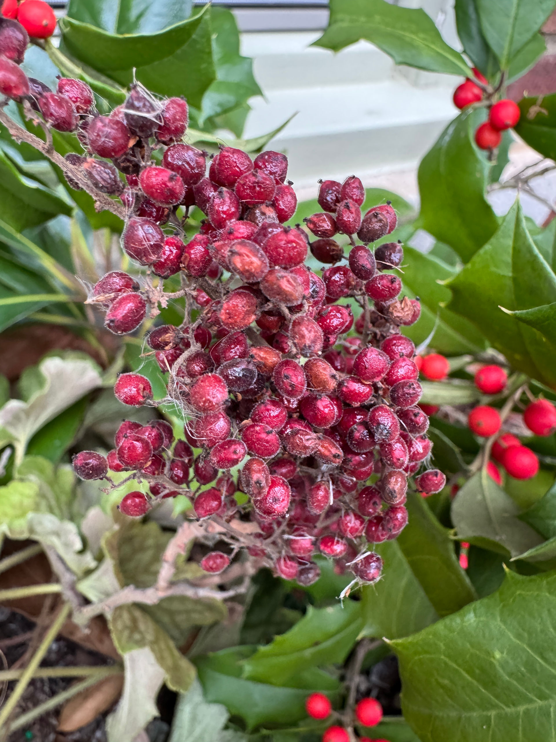 red fuzzy berry cluster
