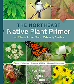 Native Plant Primer The Northeast