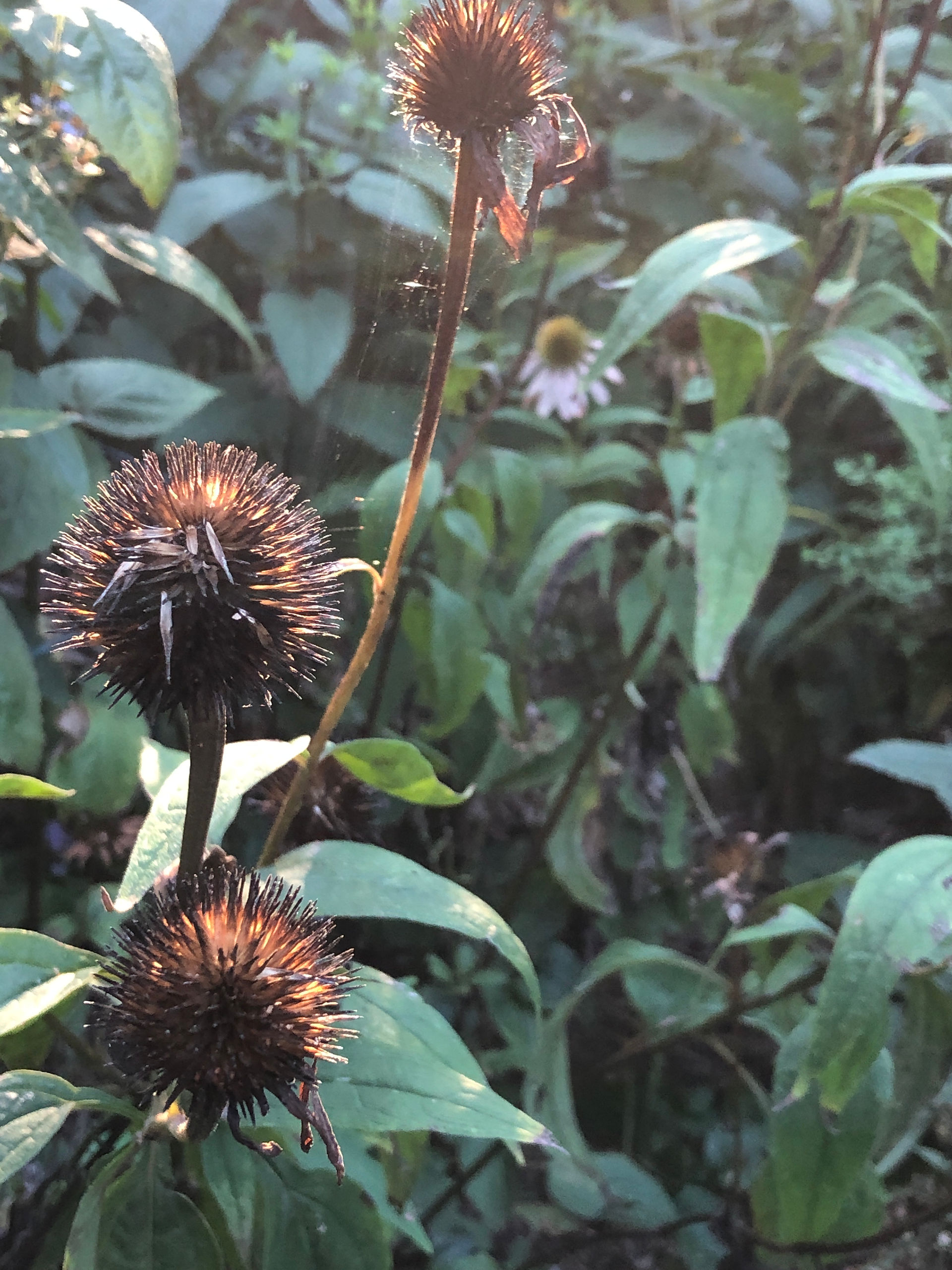 purple coneflower