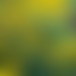 golden ragwort