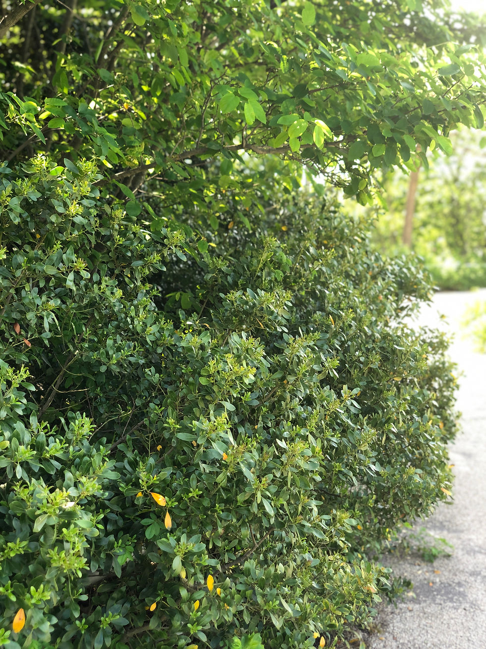 green shrub along path