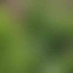 bone terra nursery millkweeds