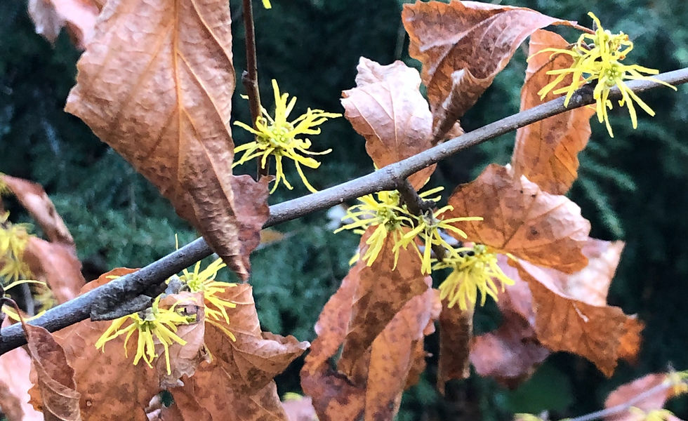 Common Native Witch Hazel Flowers in November