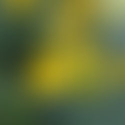 yellow flower with green center
