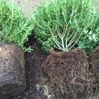 root bound inkberry shrub roots