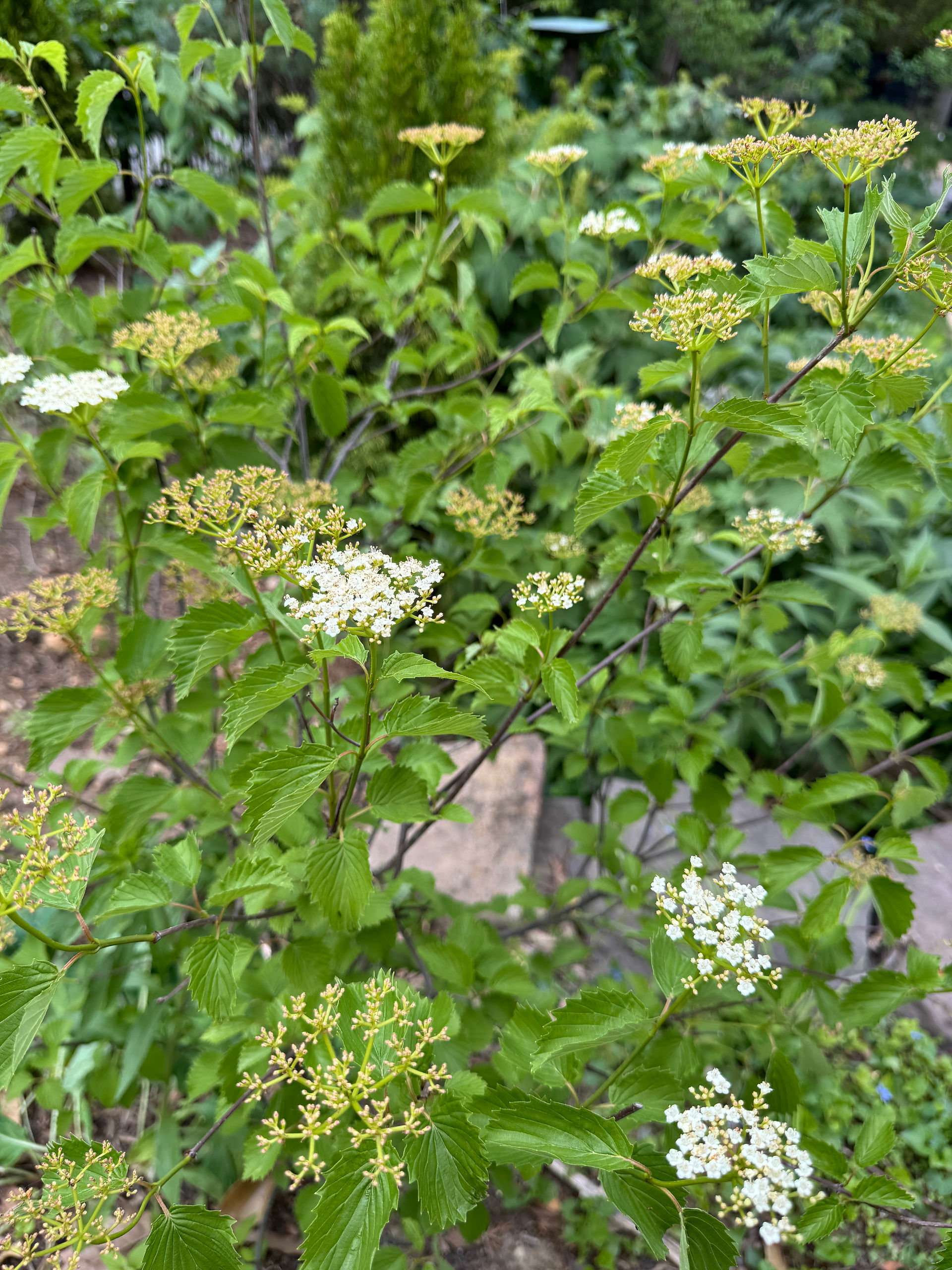 shrub with medium green leaves and flat topped clusters of white flowers