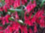 trumpet honeysuckle 'major wheeler' full bloom in rain