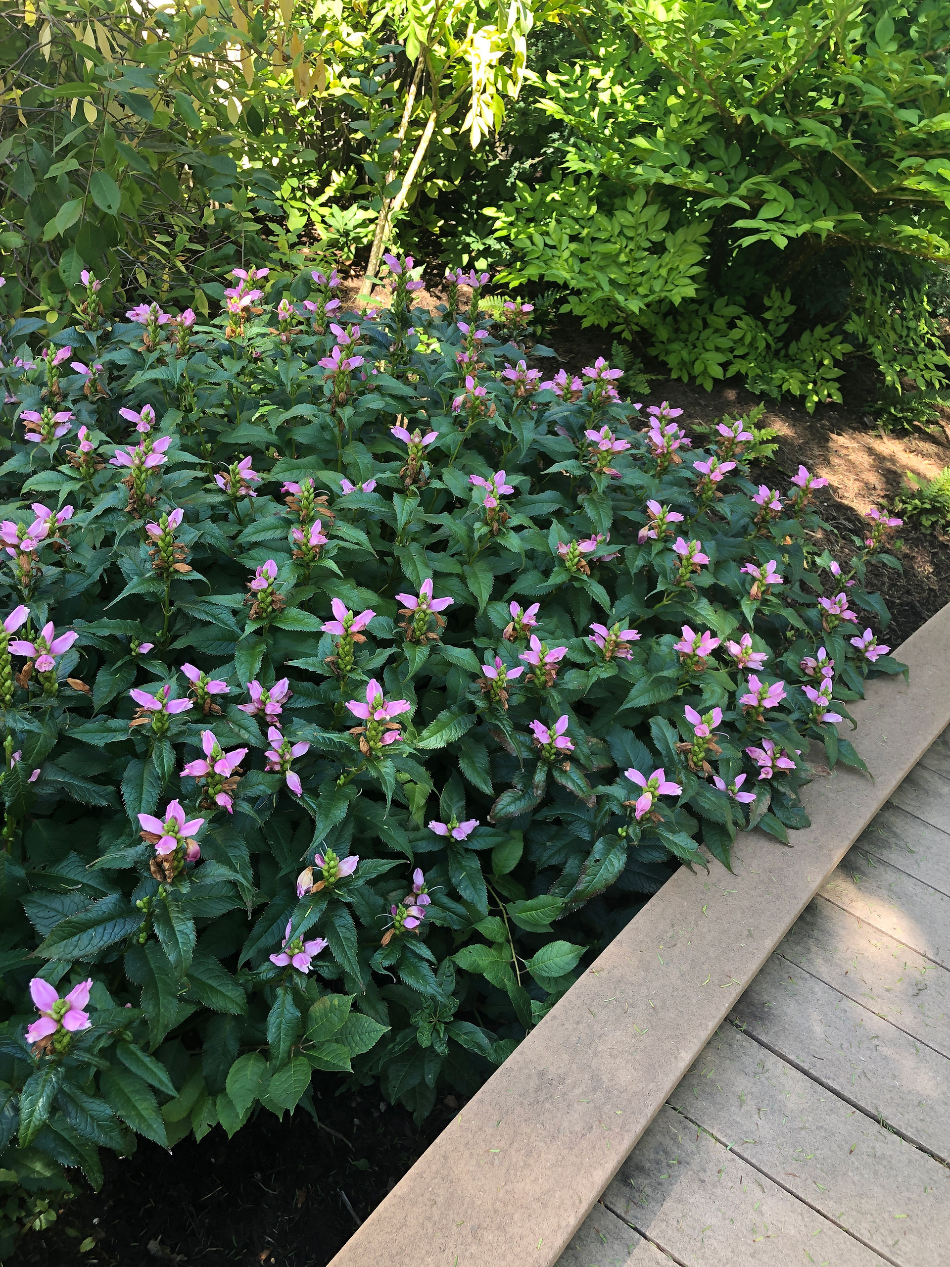 pink turtlehead
