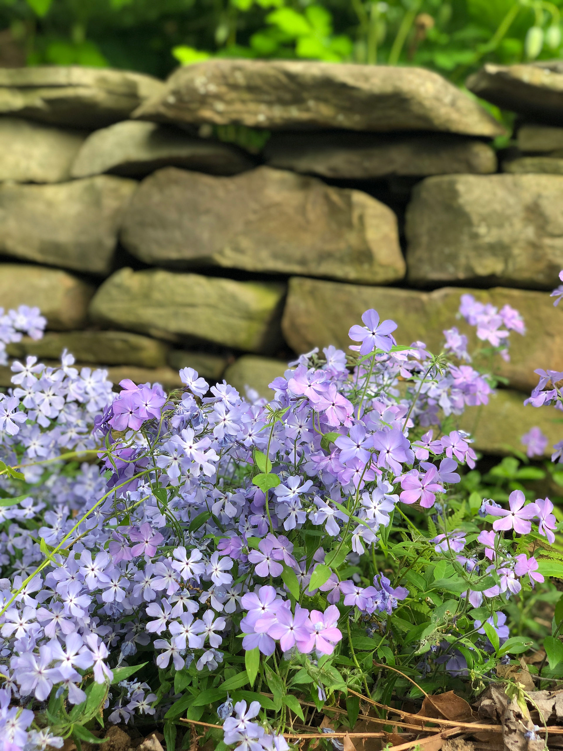 creeping phlox