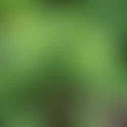 Maryland Native Plants & Virginia Native Plants: Trillium