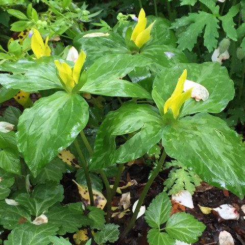 Maryland Native Plants & Virginia Native Plants: Trillium