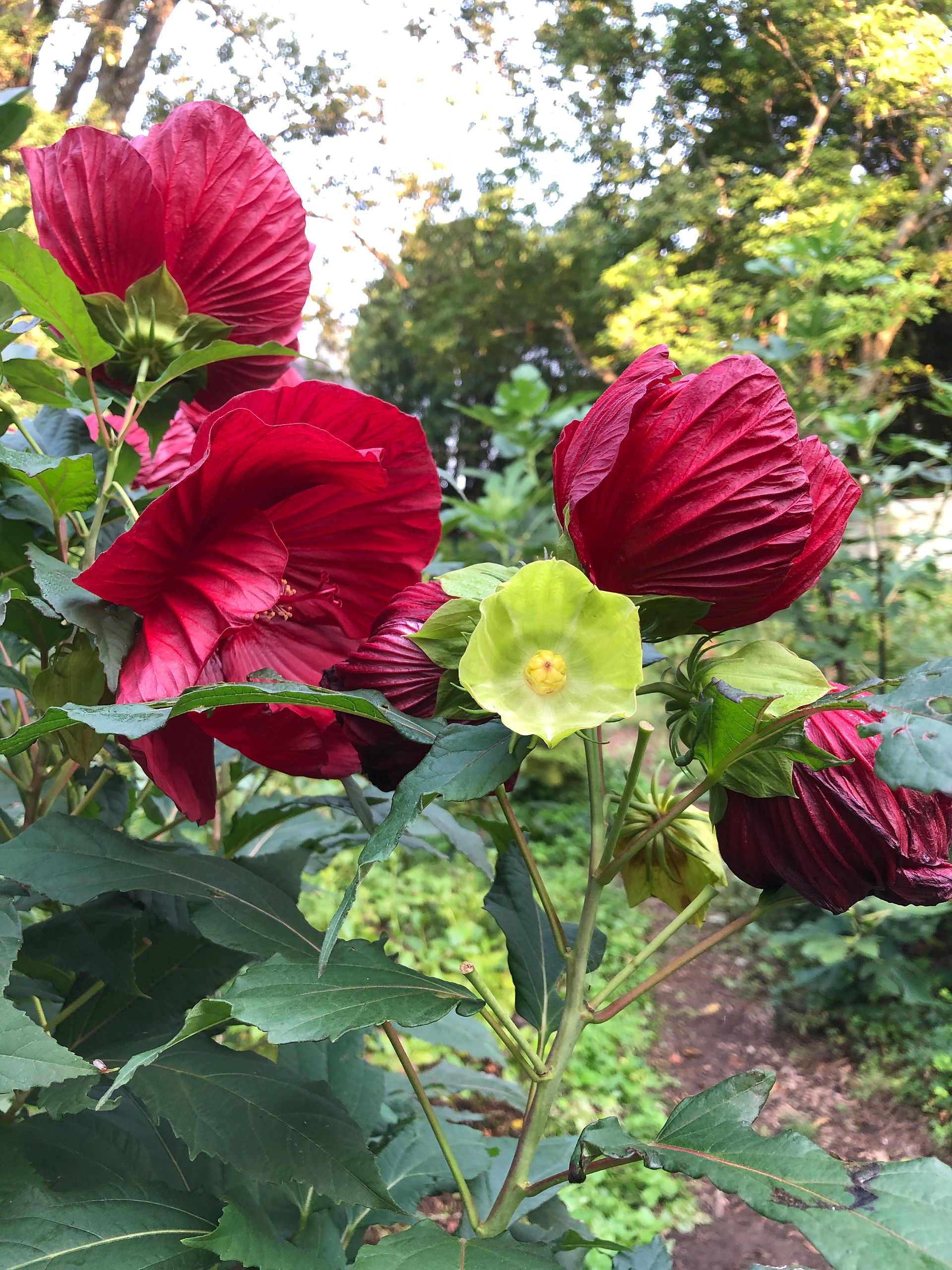 red flowers