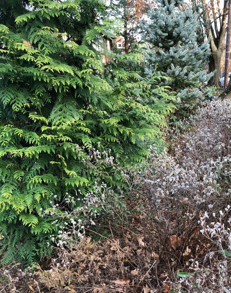 Mountain mint that has dried in late fall is planted in front of an eastern arborvitae and a Colorado blue spruce