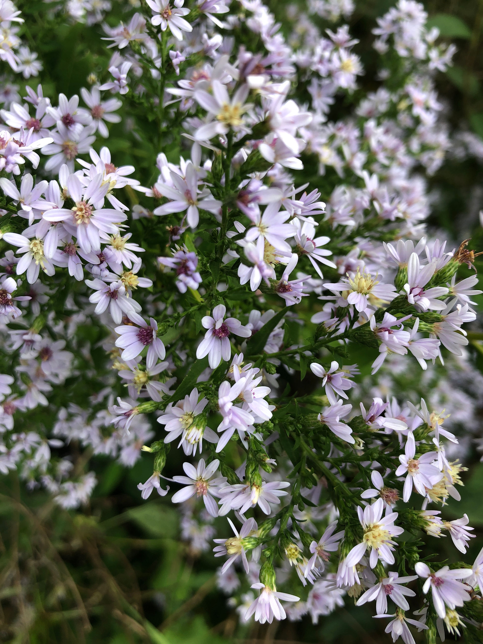 pale lavender flowers