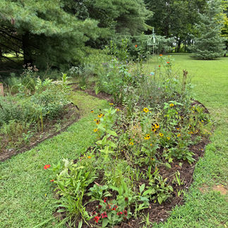 An Exuberant Native Garden