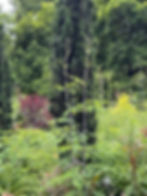 lush garden scene