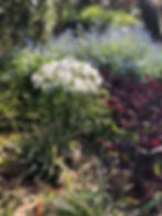 woodland phlox in bloom alongside a heuchera cultivar