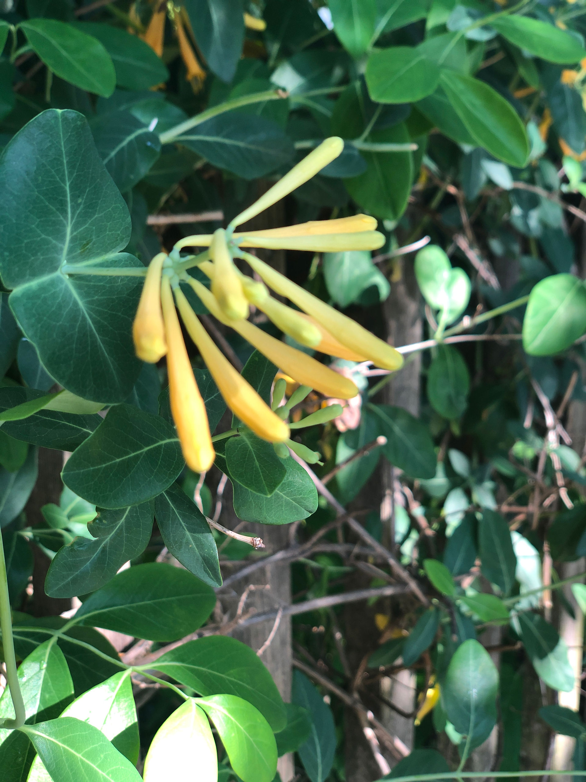 trumpet honeysuckle 'john clayton' flower