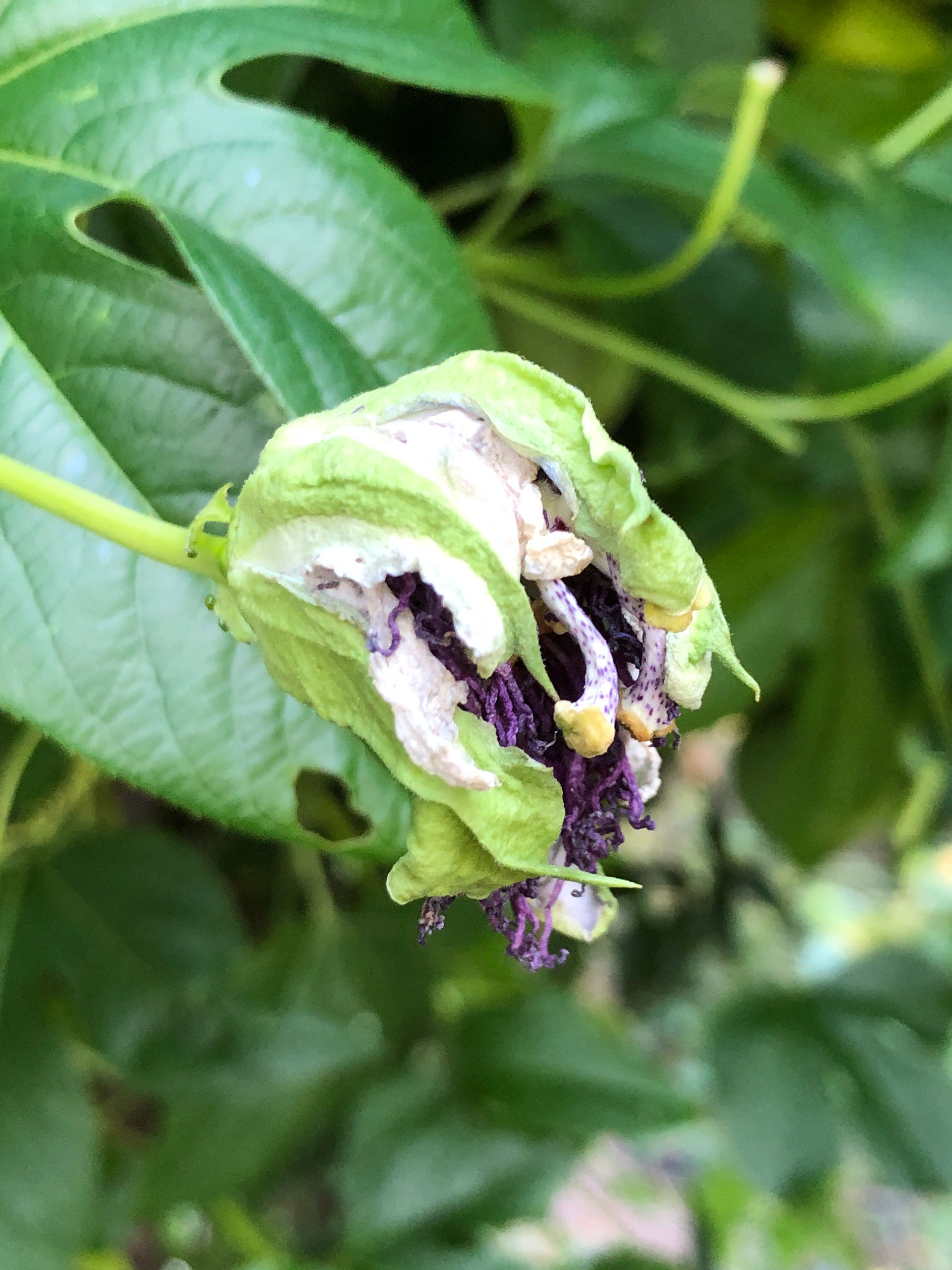 maypop flower wilting