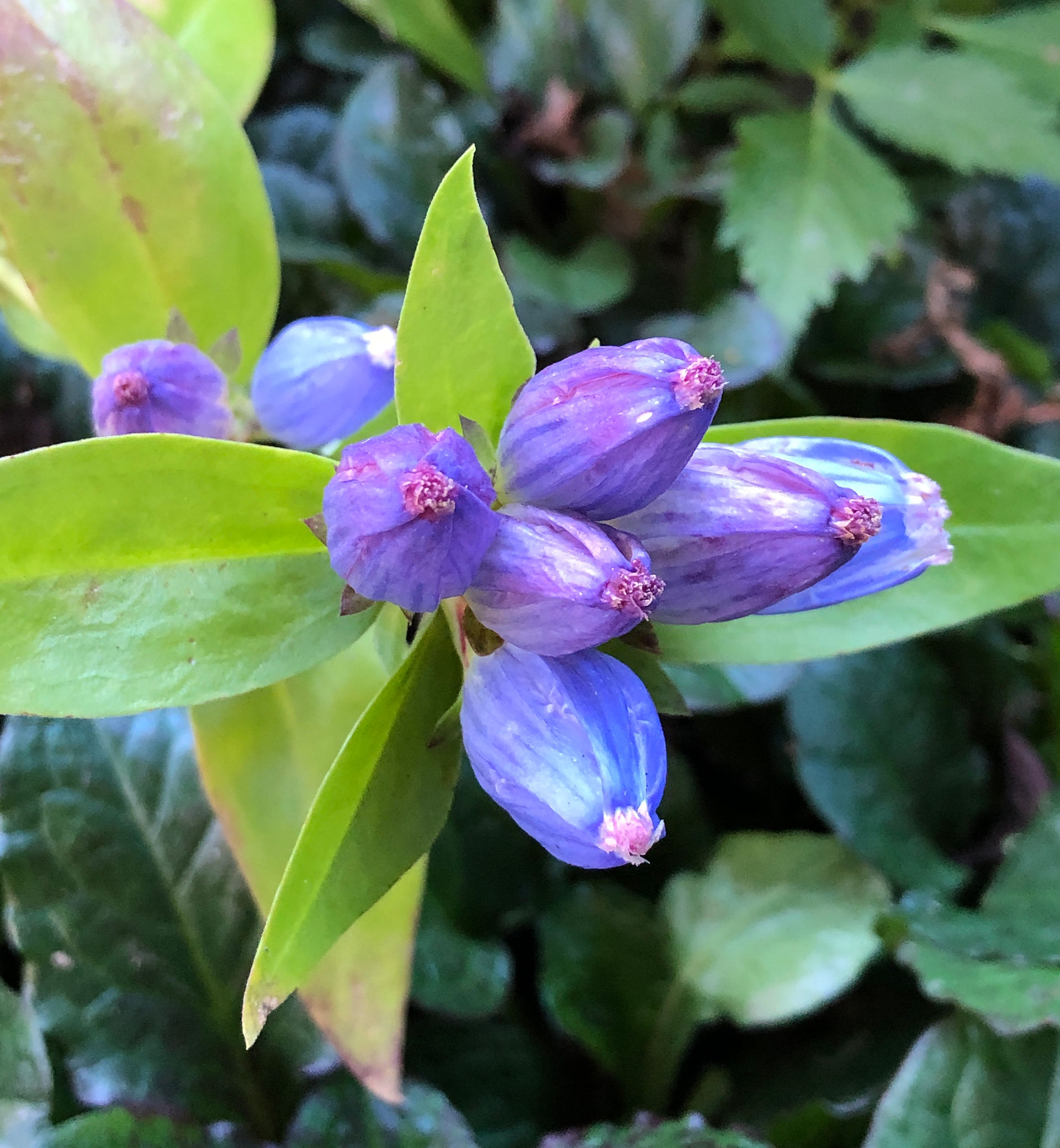 closed bottle gentian